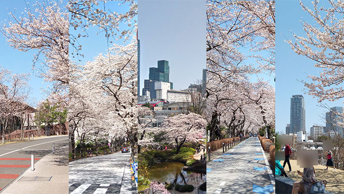 赤坂周辺の「お花見スポット(桜の名所)」一覧全5選